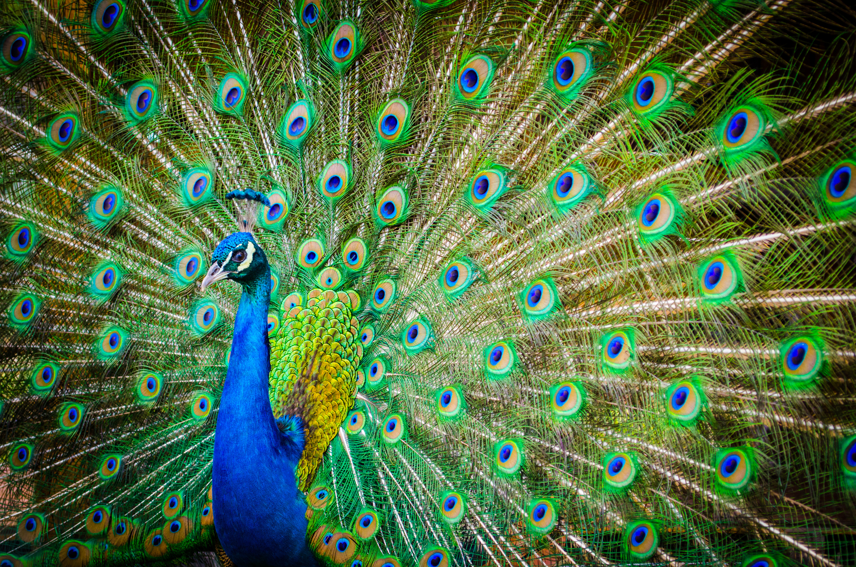 Peacock