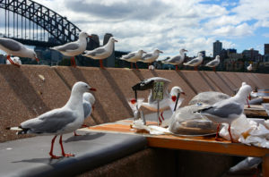 Sydney, seagulls, lockdown