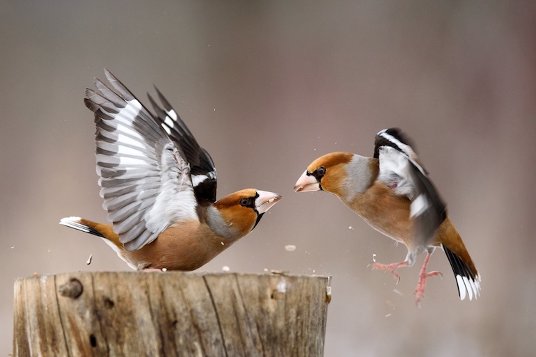 Birds fight, Twitter