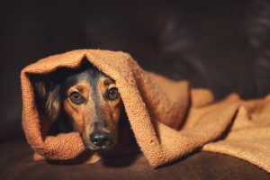 dog under blanket