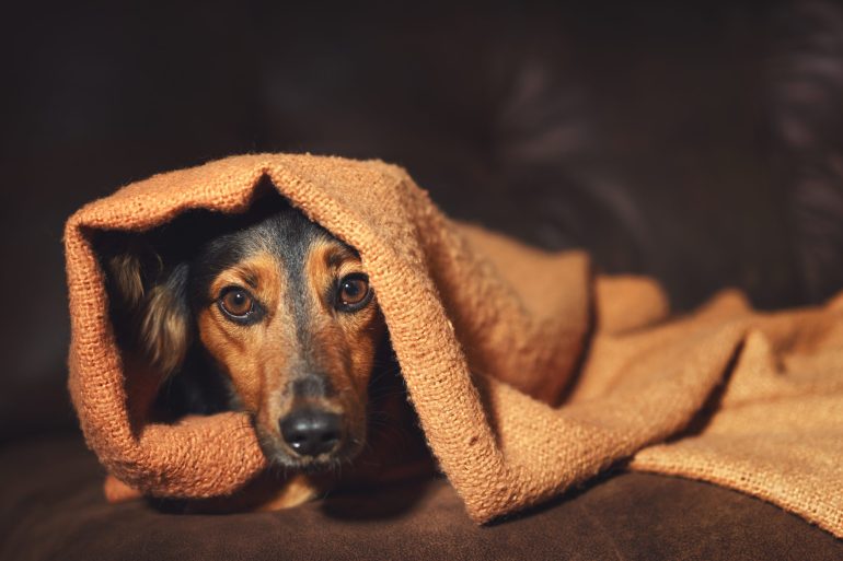dog under blanket
