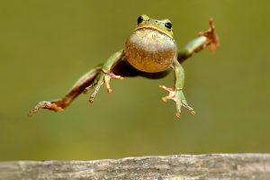 Frog jumping