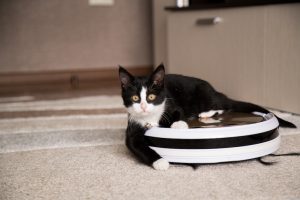 cat on robot vacuum cleaner