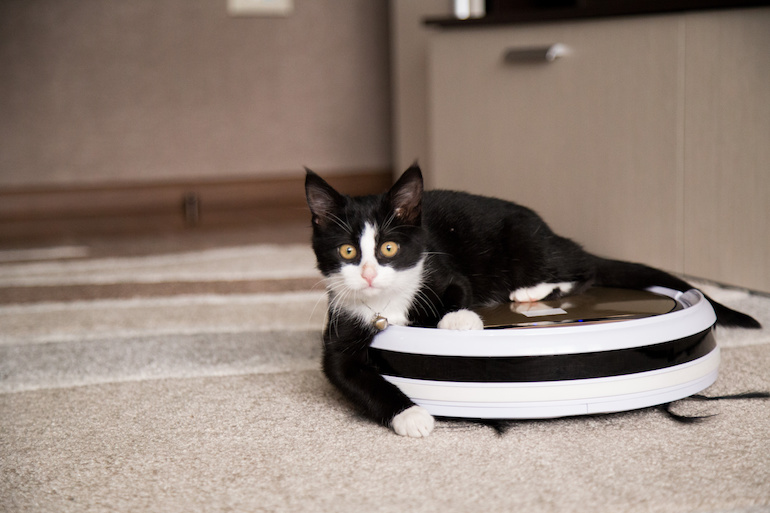 cat on robot vacuum cleaner