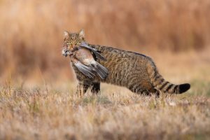 Furopean wildcat holding dead bird