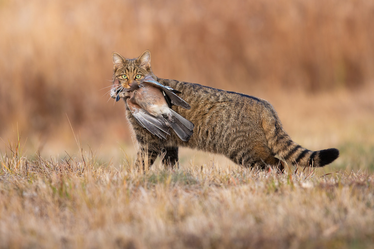 Furopean wildcat holding dead bird