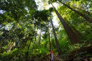 tall trees, vertical, nature,