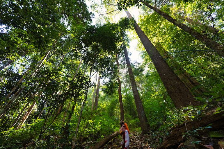 tall trees, vertical, nature,