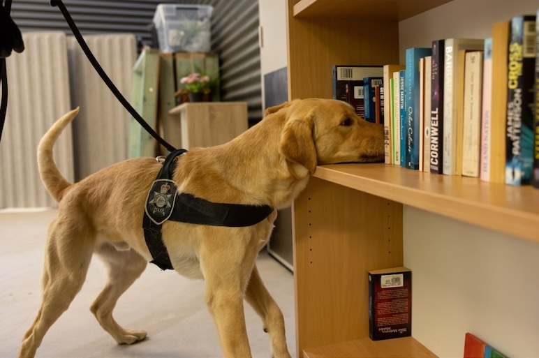 technology detection dog