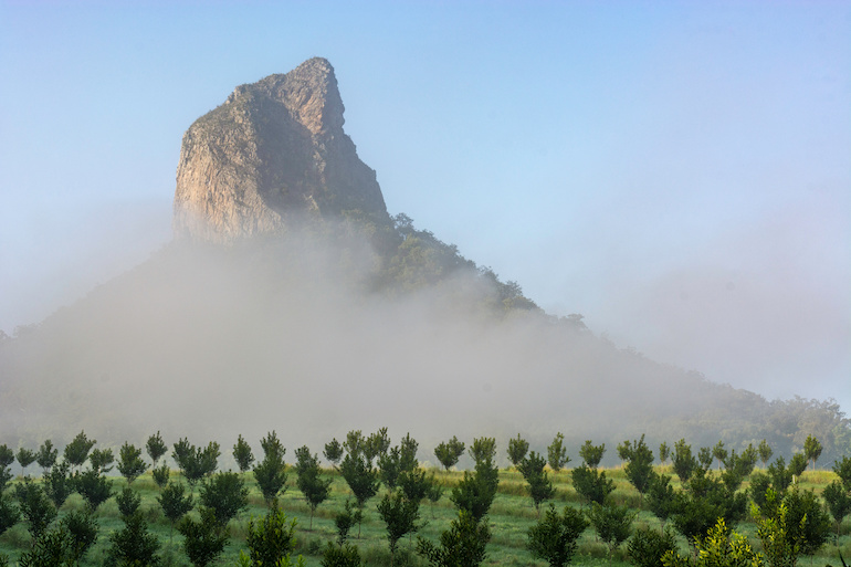 Coonowrinn watching over a macadamia orchard, Glasshouse Mountains,Queensland, Australia