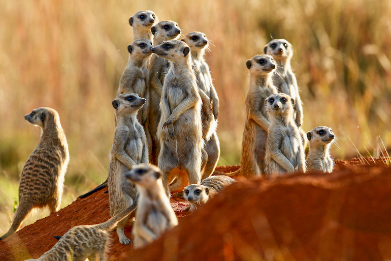 Meerkats