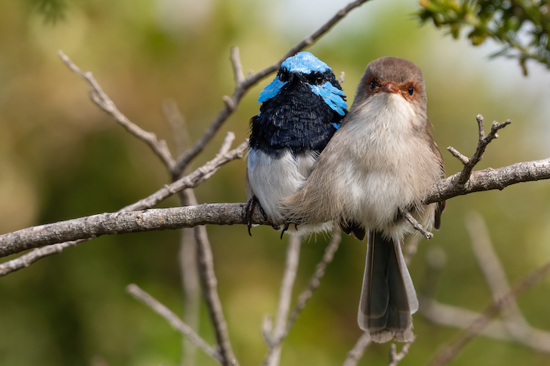 two small birds, blue wren