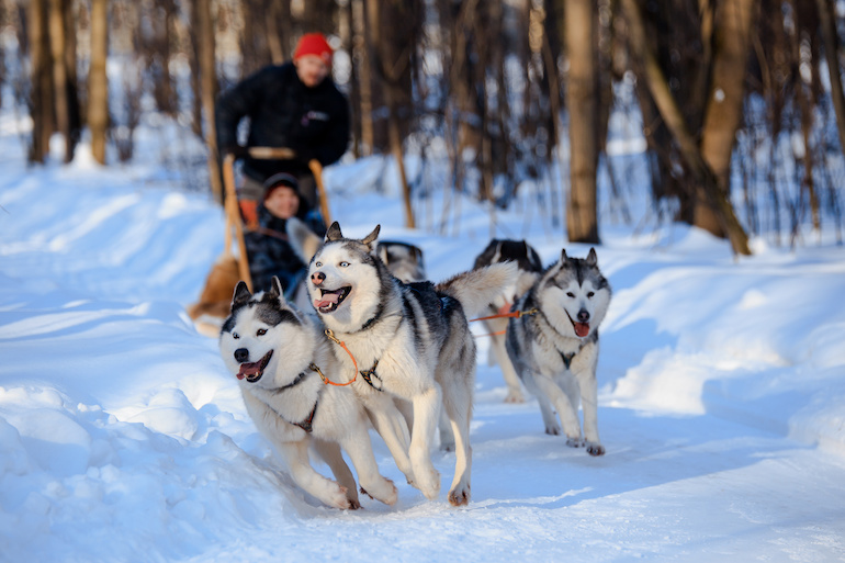 Husky dogs are pulling sled in snow