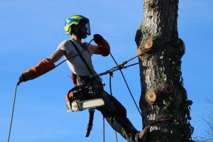 tree pruner, lopped tree