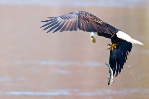 eagle drops fish