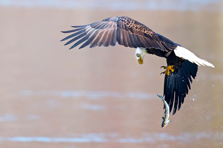 eagle drops fish